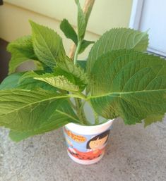 a potted plant with green leaves in it