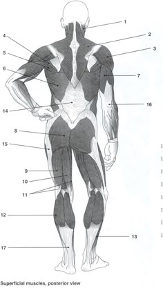 Blank Head and Neck Muscles Diagram | body muscles | Muscle anatomy ...