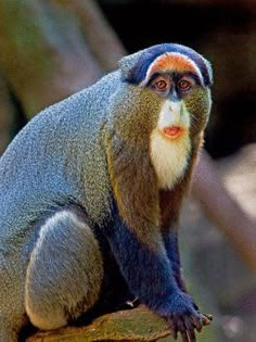 a gray and orange monkey sitting on top of a tree branch with its eyes wide open