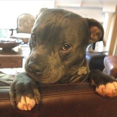 a close up of a dog laying on top of a leather couch with its paws on the armrest