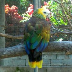 a colorful parrot sitting on top of a tree branch in front of a brick wall