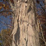 a large tree that is standing in the woods