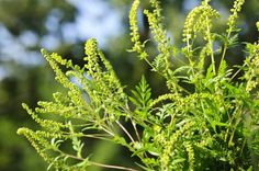 a close up of some green plants with trees in the background