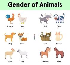 an animal chart with different types of animals