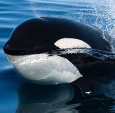 a black and white orca swimming in the water