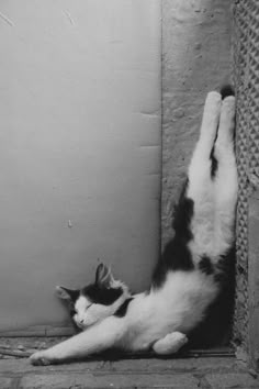 a black and white cat laying on it's back with its paws up against a wall