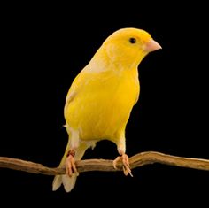 a yellow bird sitting on top of a wooden branch in front of a black background