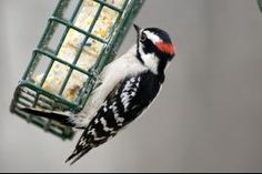 a bird is eating from a hanging bird feeder