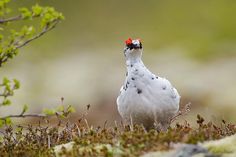 a white bird standing on top of a moss covered ground