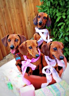 three dachshund puppies sitting in a flower pot with ribbons around their necks