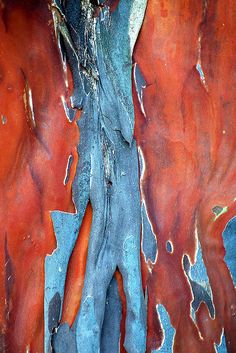 an orange and blue piece of wood with peeling paint on it's sides, next to a tree trunk