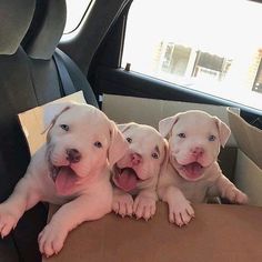 three puppies are sitting in a cardboard box