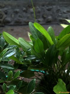 some green leaves are growing in a pot