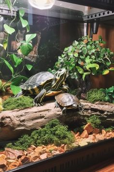 a turtle sitting on top of a wooden log in an aquarium filled with plants and rocks