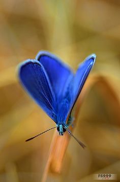 a blue butterfly sitting on top of a plant