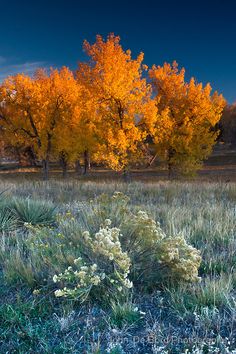 the trees are changing colors in the field