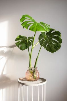 a potted plant sitting on top of a table next to a white chair and window