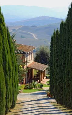 the road is lined with trees and houses