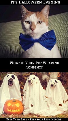 two cats dressed up as ghostes and one cat wearing a bow tie with the caption, it's halloween evening what is your pet wearing tonight?