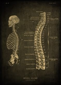 the back and side view of a human skeleton on a chalkboard with text below it