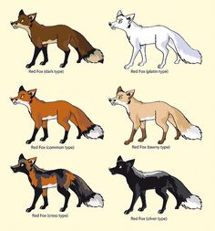 the different types of foxes are shown here