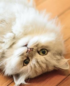 a fluffy white cat laying on its back on the floor looking up at the camera