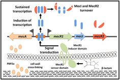 a diagram shows the process of transport from one cell to another in order to produce new cells