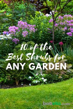 the best shrubs for any garden with text overlay that reads, 10 of the best shrubs for any garden