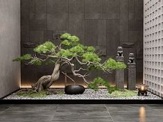 a bonsai tree sits in the middle of a room