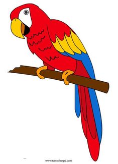 a red and yellow parrot sitting on top of a tree branch next to a white background