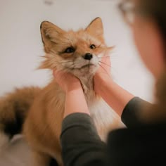 a person petting a small red fox