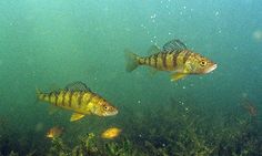 two fish swimming in the water near some seaweed and algae growing on the ocean floor