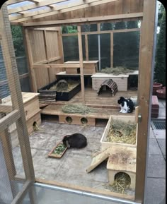 two black and white dogs laying on top of hay in a caged off area