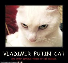 Vladimir cat is creepy Funny P, World Cat, Demotivational Posters, Dog Shaming, White Cats, Calvin And Hobbes, Foreign Policy, Super Funny