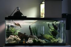 an aquarium filled with plants and rocks on top of a table next to a lamp