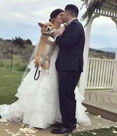 a bride and groom are kissing with their dog on the wedding day in front of an outdoor gazebo