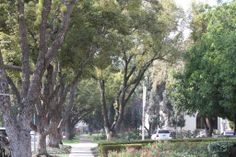 a street lined with lots of trees and bushes