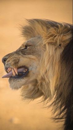 a close up of a lion with its mouth open