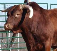 a brown cow with long horns standing next to a fence