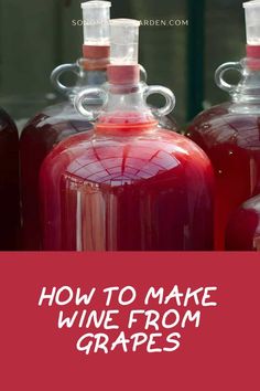 red wine bottles with the words how to make wine from grapes