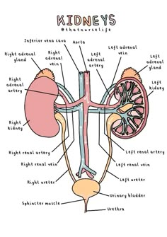 the anatomy of the kidney and its major organs