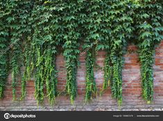 ivy growing on the side of a brick wall