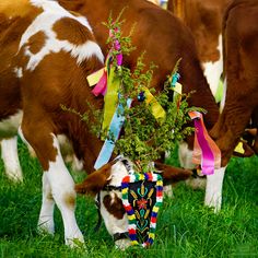 cows grazing on grass with ribbons tied to their heads and trees in the foreground