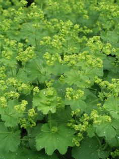 green plants are growing in the garden