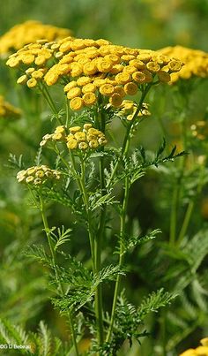 some yellow flowers are growing in the grass