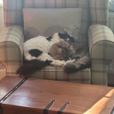 a cat laying on top of a couch next to a wooden coffee table and chair