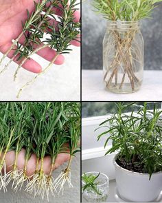 four different pictures of plants in glass vases