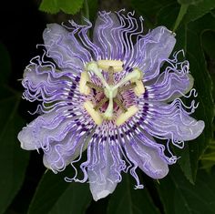 a purple flower with white stamens and green leaves