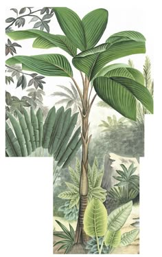 a drawing of a plant with green leaves