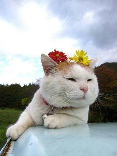 a white and orange cat with a flower in its hair sitting on the hood of a car